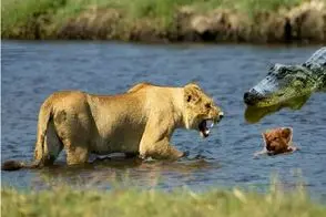 مستند حیات وحش؛ شیر برای نجات توله اش خون تمساح رو حلال کرد