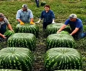 کشاورزی نوین؛ هندونه مکعبی پرورش دادن هر یه دونه اش برا 50 نفر بسه