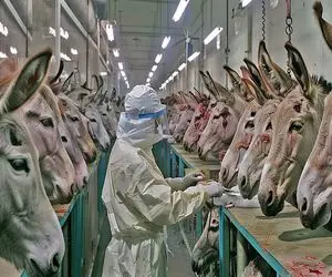 فرآوری الاغ؛ الاغ دوریز نداره بعد 70 سال بهره کشی پوستشو دباغی و گوشتش کبابی کرد