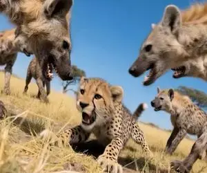 مستند حیات وحش / تقابل نفس‌گیر توله یوز نحیف با لشکر سگ های زرد بدسگال