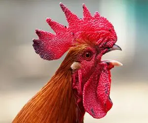 جنگ قدرت در مرغدانی و  راز آواز سپیده‌دم/ چرا خروس‌ ها صبح‌ ها داد میزنند؟