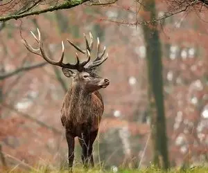مستند حیات وحش؛ گوزنی که سفره شد تا کفتار و کرکس سیر بشن