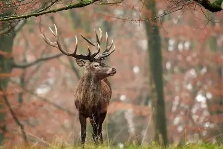 مستند حیات وحش؛ گوزنی که سفره شد تا کفتار و کرکس سیر بشن