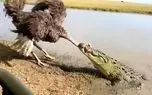 مستند حیات وحش؛ زورآزمایی شتر مرغ با کروکودیل وقتی گردنش گیر کرده