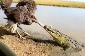 مستند حیات وحش؛ زورآزمایی شتر مرغ با کروکودیل وقتی گردنش گیر کرده