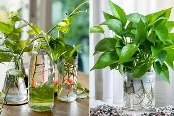 گیاهان آپارتمانی زینتی که فقط تو آب میتونن رشد کنن؛ خلاصی از زهکشی و آبیاری به خاک