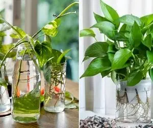 گیاهان آپارتمانی زینتی که فقط تو آب میتونن رشد کنن؛ خلاصی از زهکشی و آبیاری به خاک