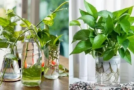 گیاهان آپارتمانی زینتی که فقط تو آب میتونن رشد کنن؛ خلاصی از زهکشی و آبیاری به خاک