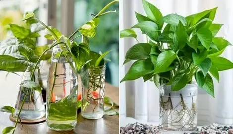 گیاهان آپارتمانی زینتی که فقط تو آب میتونن رشد کنن؛ خلاصی از زهکشی و آبیاری به خاک