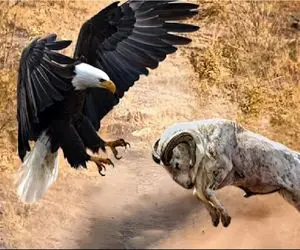 جذابیت حیات وحش / بز کوهی ندانست که از آسمان گاهی مرگ می‌بارد