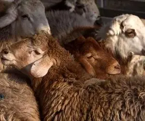 (جدول) قیمت دام زنده امروز 19 شهریور / مقاومت بازار درهم شکست