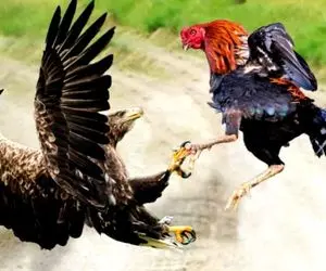 شاهکار حیات وحش؛ عقاب که همه رو پرپر میکرد رسید به خروس پراش ریخت