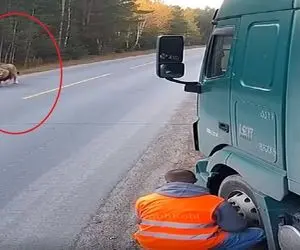 معماری طبیعت؛ شیر اومد برا راننده تریلی لات بازی دراره ولی از ترس دمشو گذاشت رو کولش