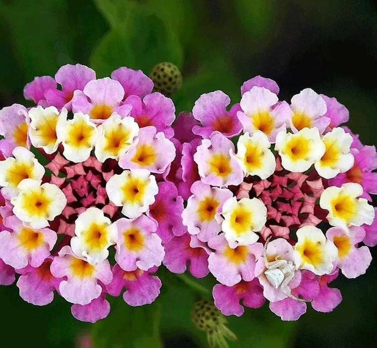 گیاهان آپارتمانی مناسب بالکن