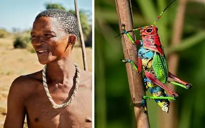 آفریقایی‌ها ملخ رو تبدیل کردن به ناجی! اونم به شیوه‌ای باورنکردنی