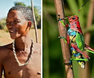 آفریقایی‌ها ملخ رو تبدیل کردن به ناجی! اونم به شیوه‌ای باورنکردنی