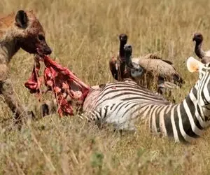 از جذابیت های حیات وحش؛ گورخر بدشانسی که افتاد به دام کفتار ها و زمین گیر شد