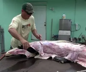 فراوری گوشت تمساح؛ کروکودیل از تخم درمیاد پروار که شد سلاخی و خوروشتی خرد میکنن