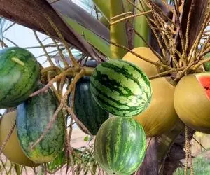 محصولات کشاوزی نوین؛ نارگیل رو با هندوانه پیوند زدن تا محصول بشه یه محشر گرد دلربا
