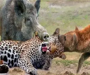 مستند حیات وحش / حیوانات خبیث دور هم جمع شدن واسه سرنگونی‌ یوزپلنگ سریع