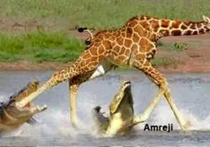 مستند حیات وحش؛ تمساح گردن زرافه رو چرخ میکنه