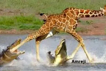 مستند حیات وحش؛ تمساح گردن زرافه رو چرخ میکنه