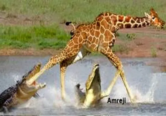 مستند حیات وحش؛ تمساح گردن زرافه رو چرخ میکنه