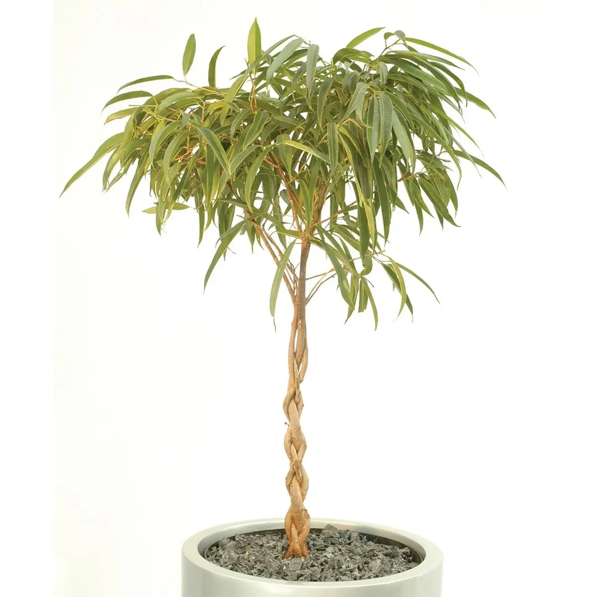 lux-plants-1