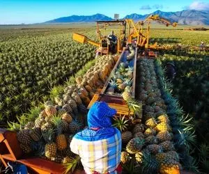 کشاورزی نوین؛ با تجهیزات مدرن آناناس هایی که قد هندوانه شدنو آبگیری میکنن واسه آبمیوه