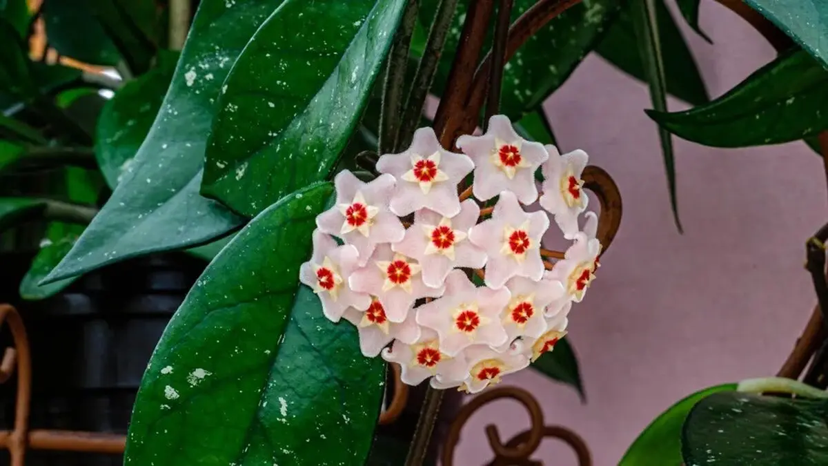گیاهان آپارتمانی مضر برا آلرژی