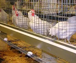 چرا کویت واردات مرغ از ایران را ممنوع کرد؟