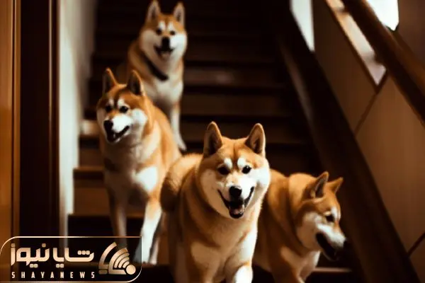 Shiba Inu