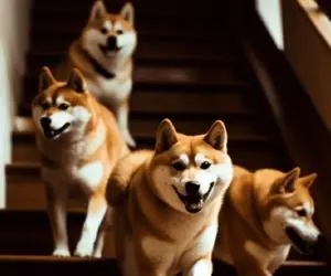 مانعی که سر راه شیبااینو قرار گرفت!