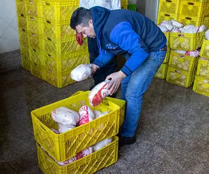 مرغ تا پایان سال باز هم گران می ‌شود؟ 