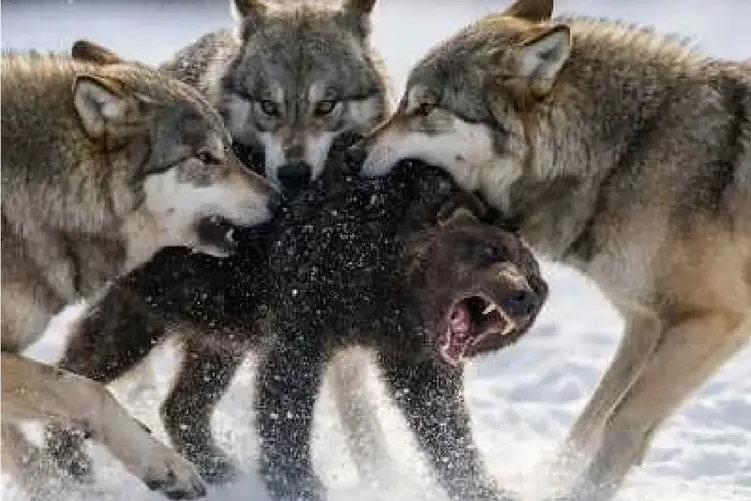 مستند  حیات وحش؛ گرگ؛ خرس