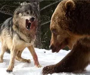مستند حیات وحش / گرگ نادون با محاصره خرس قمار کرد سر جون خودش و رفقاش