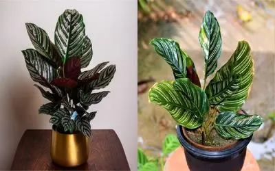 صفر تا صد روش نگهداری و تکثیر گیاه خوشگل کالاتیا / با این روش جون دوباره بده به گیاهت