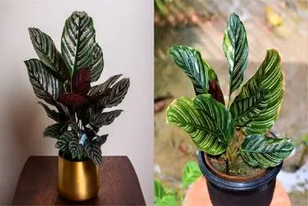 صفر تا صد روش نگهداری و تکثیر گیاه خوشگل کالاتیا / با این روش جون دوباره بده به گیاهت