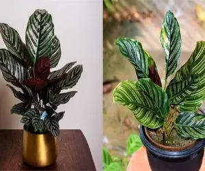 صفر تا صد روش نگهداری و تکثیر گیاه خوشگل کالاتیا / با این روش جون دوباره بده به گیاهت