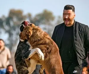 (+16) چرا کسی جلوی مسابقه شرم ‌آور جنگ سگ ها را نمی ‌گیرد؟