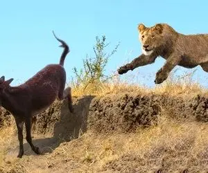 مستند حیات وحش؛ شیر به دنبال کره خر