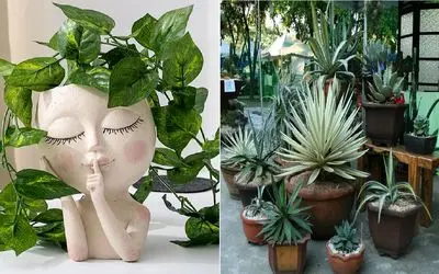 بالکنت را تابستانی کن/ بهترین گیاهان مقاوم در برابر گرما که تو نور آفتاب آخ نمیگن