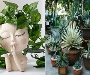 بالکنت را تابستانی کن/ بهترین گیاهان مقاوم در برابر گرما که تو نور آفتاب آخ نمیگن