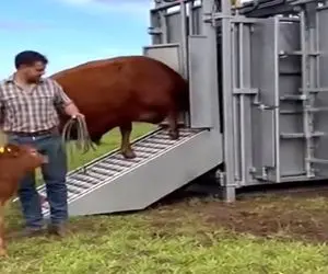 دامپروری نوین؛ مادر گوساله رو جلو چشمش فرستادن تو ماشین ذبح گوشتشو بسته بندی کردن