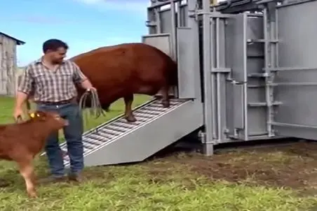 دامپروری نوین؛ مادر گوساله رو جلو چشمش فرستادن تو ماشین ذبح گوشتشو بسته بندی کردن