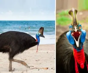 مستند حیات وحش؛ پرنده بزرگ و عجیب الخلقه‌ای که هم ترسناکه و هم تو دل برو