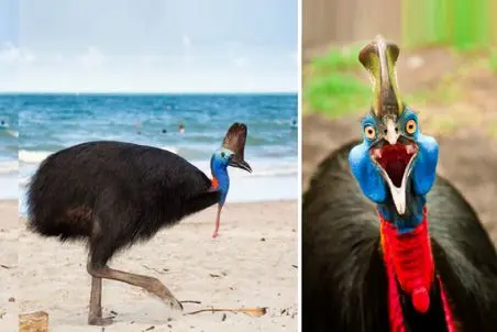 مستند حیات وحش؛ پرنده بزرگ و عجیب الخلقه‌ای که هم ترسناکه و هم تو دل برو