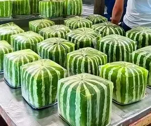 محصولات کشاورزی نوین؛ هندوانه هایی که مربعی کاشت میشه و میشه حتی کادو هم داد