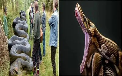 آن سوی طبیعت وحشی، مارهایی که به اژدها طعنه زده‌اند!