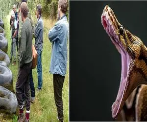 آن سوی طبیعت وحشی، مارهایی که به اژدها طعنه زده‌اند!